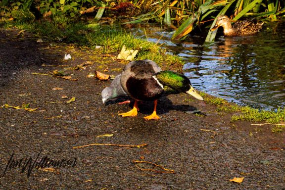 A mallard duck standing on a path near water, surrounded by foliage.