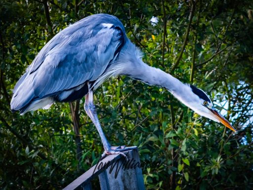 A grey heron poised elegantly on a post, looking down, surrounded by greenery.
