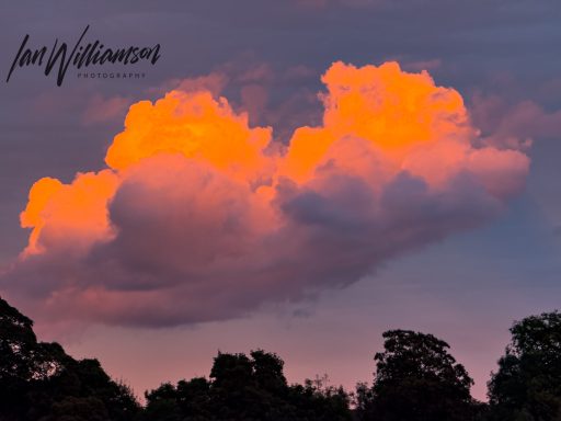 Fluffy clouds illuminated by a golden sunset, with silhouettes of trees below.