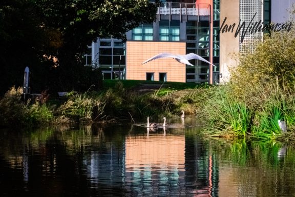 Sea gull-young swans-Grey Heron looking on A bird flying over a calm river with buildings and greenery in the background.