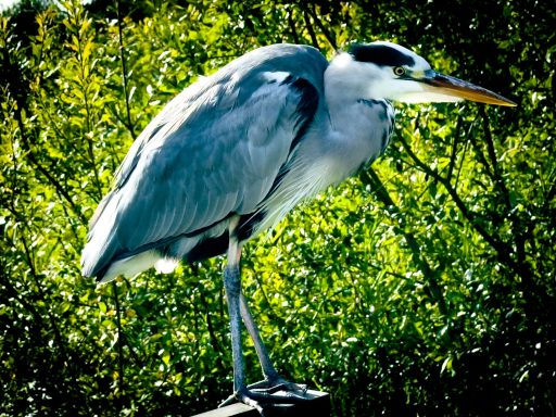 A grey heron standing on one leg among green foliage.