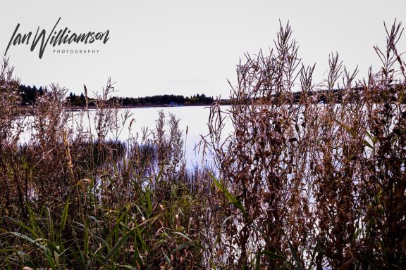 Calm water surface surrounded by tall, dry grasses and reeds under a cloudy sky.