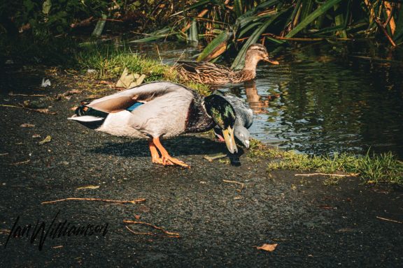 A mallard duck foraging by the water with a female duck in the background.