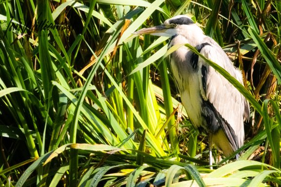 A heron standing amongst tall grasses in a natural setting.