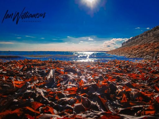 Seaside view with seaweed and bright sunlight reflecting on the water.