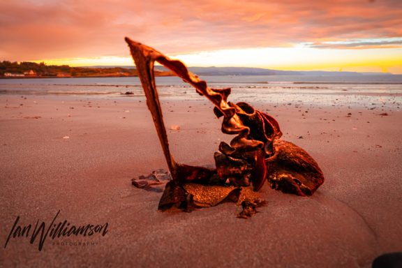 Seaweed sculpture on a sandy beach against a vibrant sunset sky.