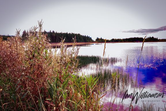 Reeds by a calm lake with trees and a cloudy sky in the background.