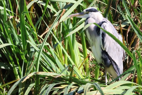 Grey Heron on watch-Image 2 A grey heron standing among tall green grass and reeds.