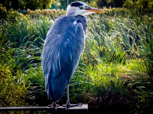 A grey heron perched on a post, surrounded by lush green grass.