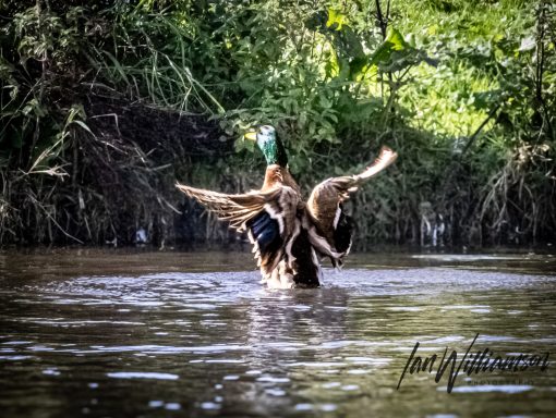 A duck flaps its wings while standing in the water, surrounded by greenery.