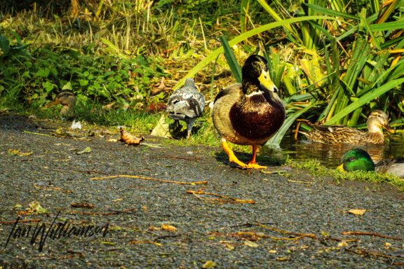 A mallard duck walking along a path with greenery and other ducks in the background.