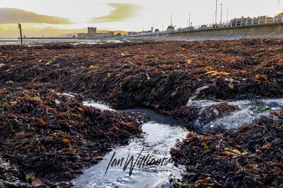 Seaweed-covered shore with a stream flowing through, under a cloudy sky.