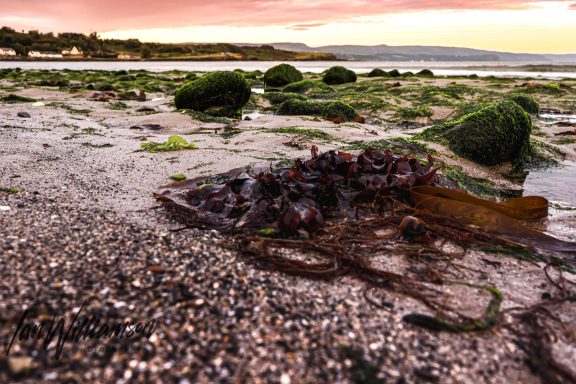 Coastal scene with seaweed and pebbles on a sandy shore at low tide.