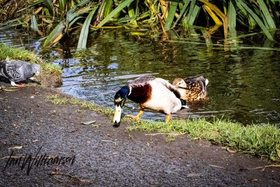 A mallard duck walks along the water’s edge near a pond with greenery.